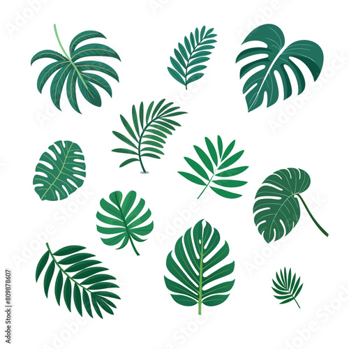 Set of green jungle leaves. Botanical green foliage elements. Summer leaves in vector isolated on white background.