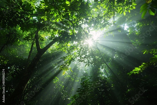 A pristine rainforest canopy with sunlight filtering through