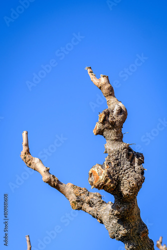 Curious shape of the pruned branches of a mulberry tree.