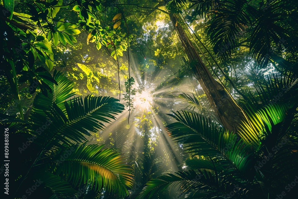 Obraz premium A captivating snapshot of a lush tropical rainforest canopy with sunlight streaming through the trees