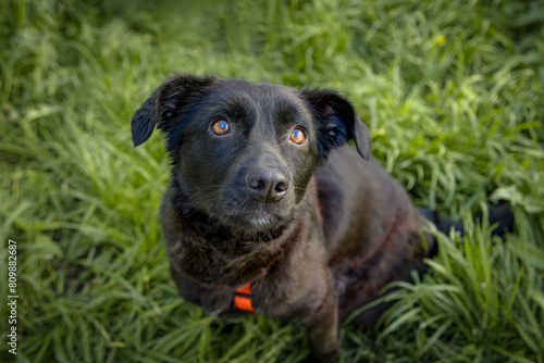 Wallpaper Mural A black fur female dog sits on the green grass and looks right toward the camera lens. Torontodigital.ca