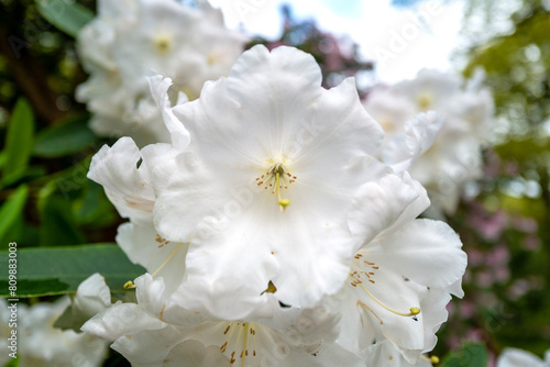 Rhododendron degronianum heptamerum 'Oki Koki