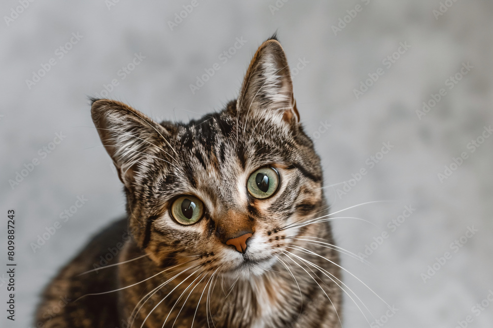 a cat with green eyes sitting on a white surface a cat with green eyes sitting on a white surface