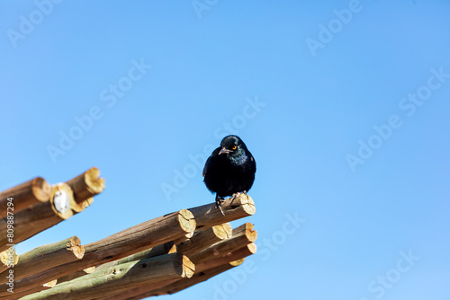 Schwarzer Vogel auf dem Dach