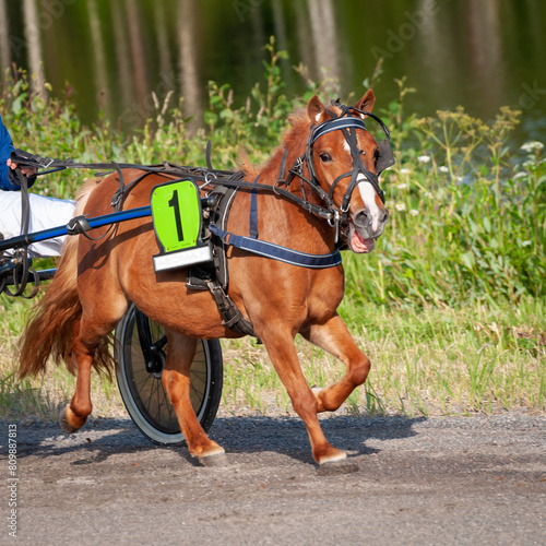 Equestrian sport. Harness racing. Horse race at hippodrome. Horses compete in harness racing.