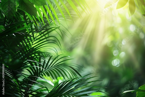 sunlight filtering through dense canopy of tropical rainforest lush green foliage background