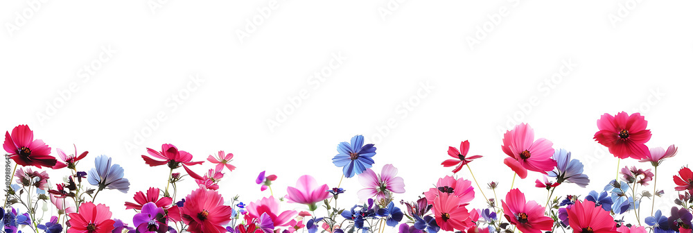 Flowers panoramic horizontal bottom border, The beauty of colors created by nature Flowers panoramic horizontal bottom border, The beauty of colors created by nature