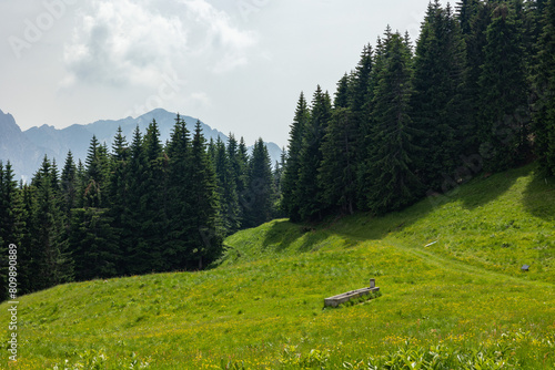 Obraz na plátně ampia visuale panoramica che mostra un prato ed un bosco verde di conifere, in u