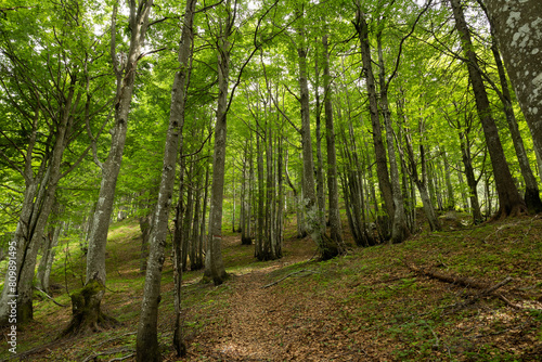 Fototapeta Naklejka Na Ścianę i Meble -  Ripresa panoramica che mostra un bellissimo bosco di faggi dal fogliame verde, di giorno, in estate, in un ambiente naturale di montagna, nel nord est Italia