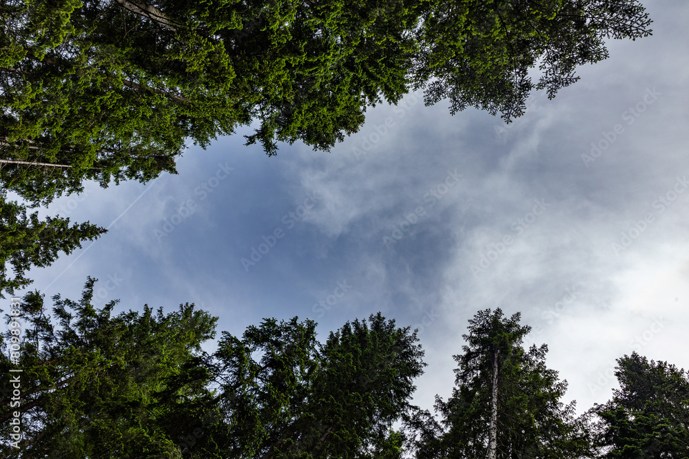 Obraz premium guardando il cielo parzialmente nuvoloso da sotto gli alberi verdi in un bosco di montagna, di giorno