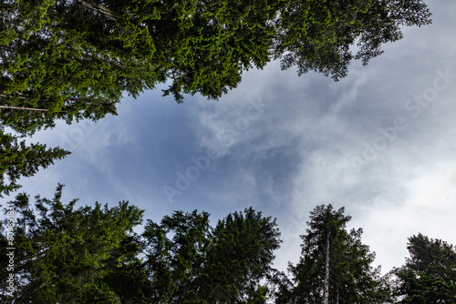 guardando il cielo parzialmente nuvoloso da sotto gli alberi verdi in un bosco di montagna  di giorno