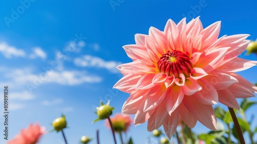 Pink dahlia flowers on blue sky background. Nature background.