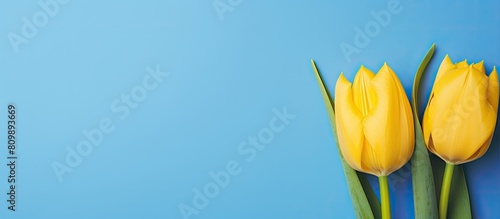A copy space image of two delicate tulips representing the arrival of spring beautifully showcased against yellow and blue flatlays