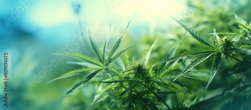 Close up of a hemp plant with green leaves on a blurred background providing ample space for text