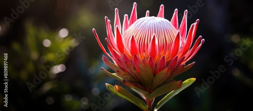 A beautiful king protea flower with a copy space image