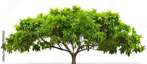 A tropical tree with branches and leaves isolated on a white background creating a vibrant copy space image for a green foliage backdrop
