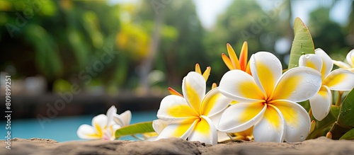 A tropical garden with a magnificent white and yellow frangipani flower providing an ideal backdrop for a copy space image © HN Works