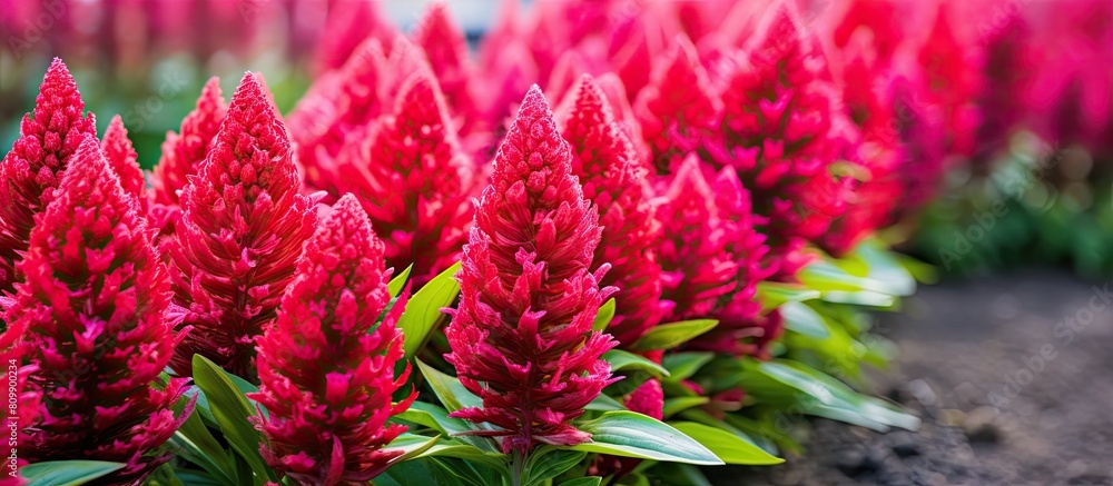 A stunning copy space image of a vibrant celosia flowerbed A stunning copy space image of a vibrant celosia flowerbed