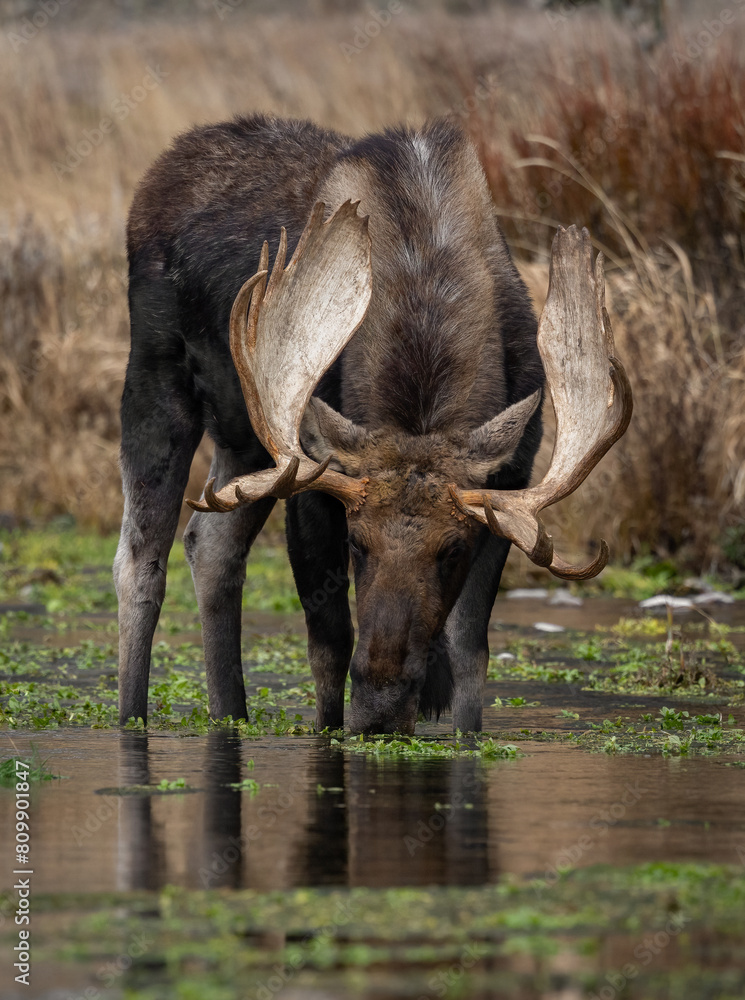 Fototapeta premium Moose in Grand Teton National Park