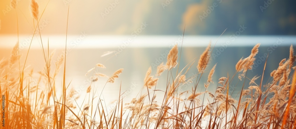 Obraz premium Autumn lake illuminated by sunlight displaying a close up texture of plants This natural scenery offers copy space showcasing the dry reed and aquatic plants that thrive in the ecosystem of rivers an