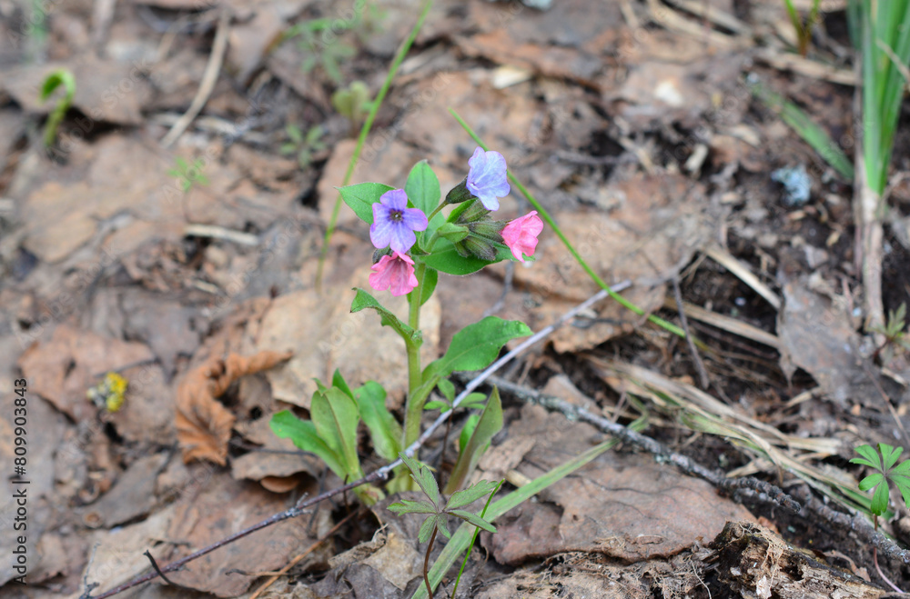 a purple and blue flower is growing in the woods close up 