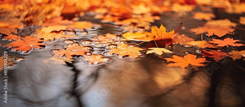 An image of a puddle in the background with vibrant autumn colors reflecting off its surface. Creative banner. Copyspace image