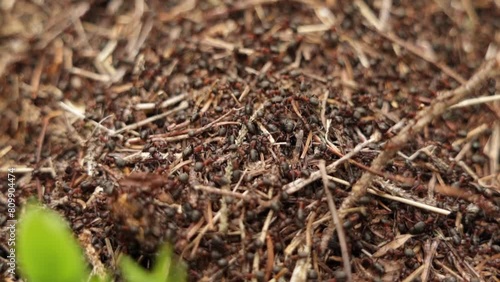 ripresa macro in tempo reale che mostra tantissime formiche che si muovono all'esterno di un formicaio in un ambiente naturale photo