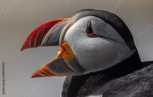 Atlantic puffin on an island off the coast of Maine. 