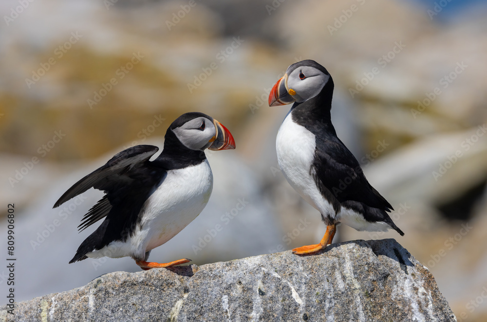 Fototapeta premium Atlantic puffin on an island off the coast of Maine. 