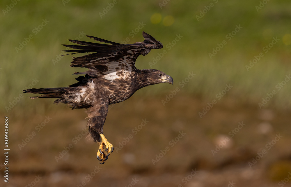 Fototapeta premium A bald eagle fishing in Maine
