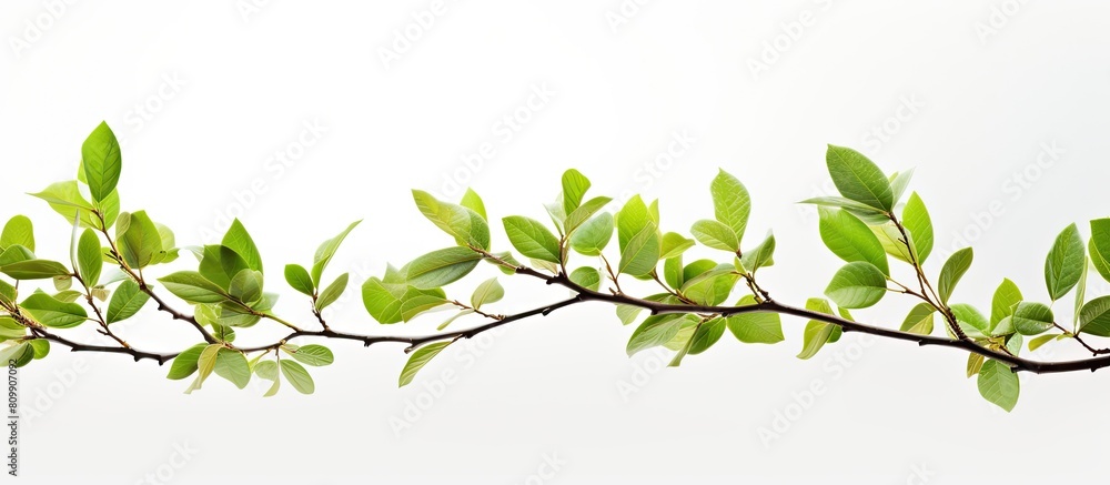 Obraz premium A closeup of twigs with fresh vibrant green leaves of spring against a white background creating a beautiful copy space image