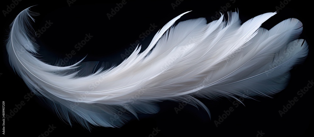 Abstract white feathers gracefully descending in the darkness creating a captivating visual against the black backdrop Ideal for copy space images Abstract white feathers gracefully descending in the darkness creating a captivating visual against the black backdrop Ideal for copy space images