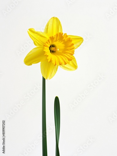 A single yellow daffodil  white background