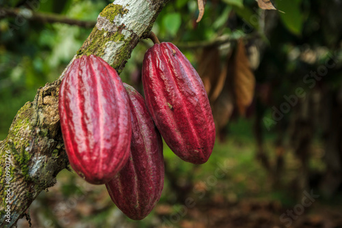 Cocoa cultivation in Tumaco Nariño Colombia
Cultivo de cacao en Tumaco Nariño Colombia
