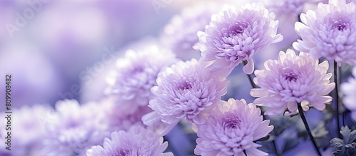 A picture of blooming purple chrysanthemum flowers covered in fresh white snow with frost in the garden It can be used as a vibrant wintry wallpaper or a Happy Holidays greeting card. Creative banner