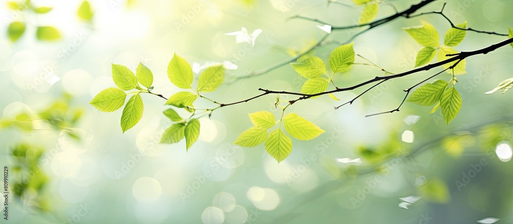 In spring the fresh leaves emerge 90 characters. Creative banner. Copyspace image In spring the fresh leaves emerge 90 characters. Creative banner. Copyspace image
