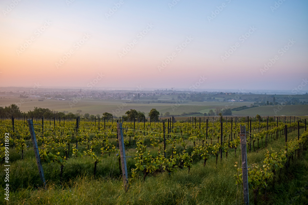 vineyard in the morning