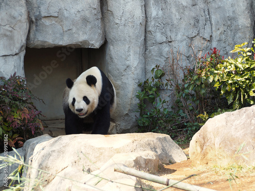 動物園のパンダ