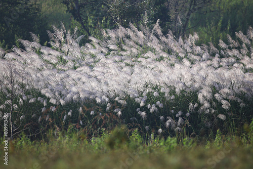 Soft white reed flowers Fluttering with the wind There is sunlight shining, creating beautiful rim light  photo