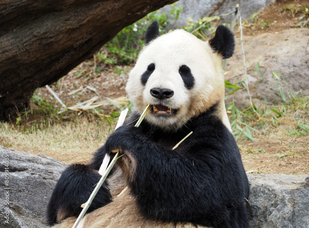 Naklejka premium 竹を食べる動物園のパンダ