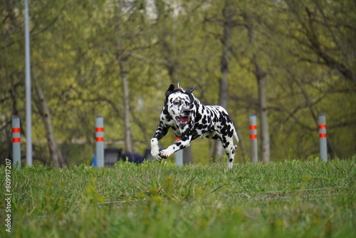 dalmatian dog running in the grass cunsing
