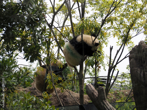 木に登った動物園のパンダ photo