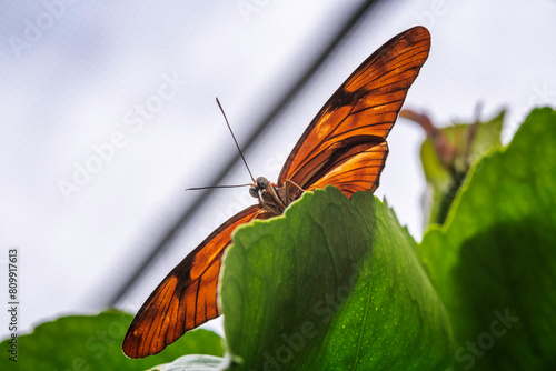 Close-up of a Julia Longwing butterfly (Dryas iulia) perched on a leaf. photo