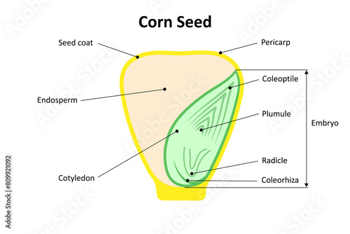 Corn seed (Monocot). Parts of a seed. Diagram.