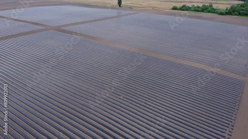 system of drip irrigation of fields, view from the height of a drone