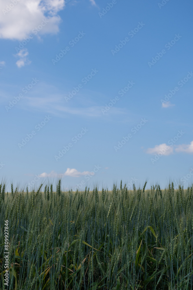 Obraz premium 緑の麦の穂と青空 