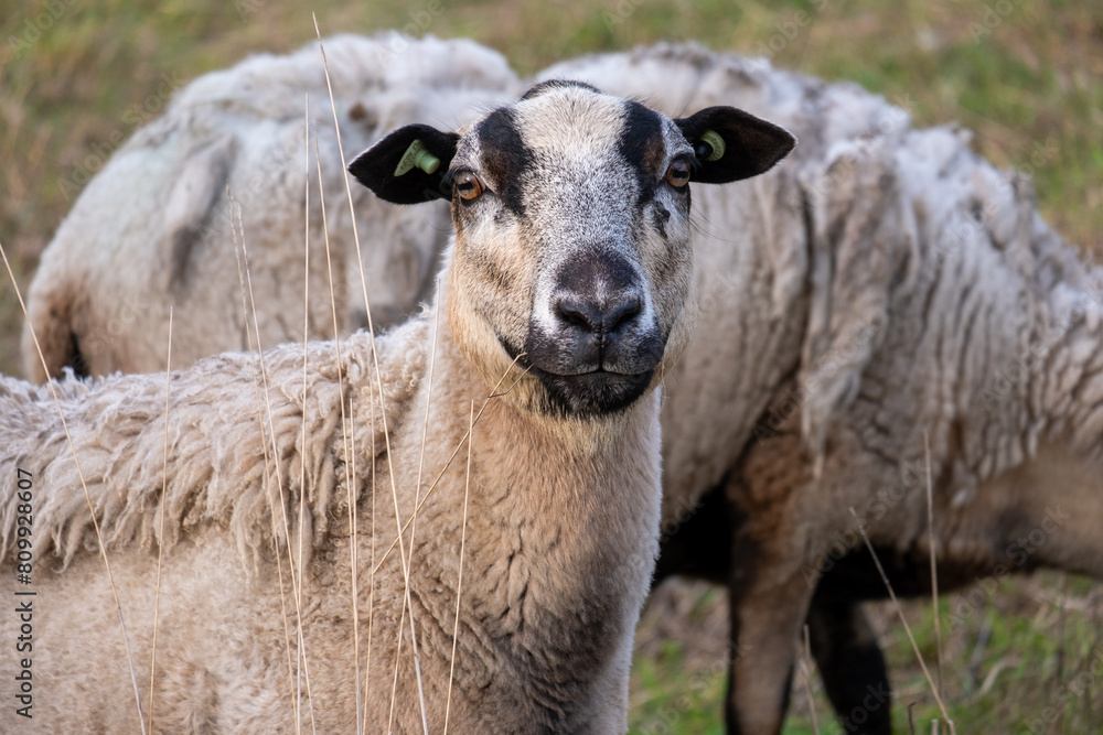 Fototapeta premium Welsh Mountain sheep in a field