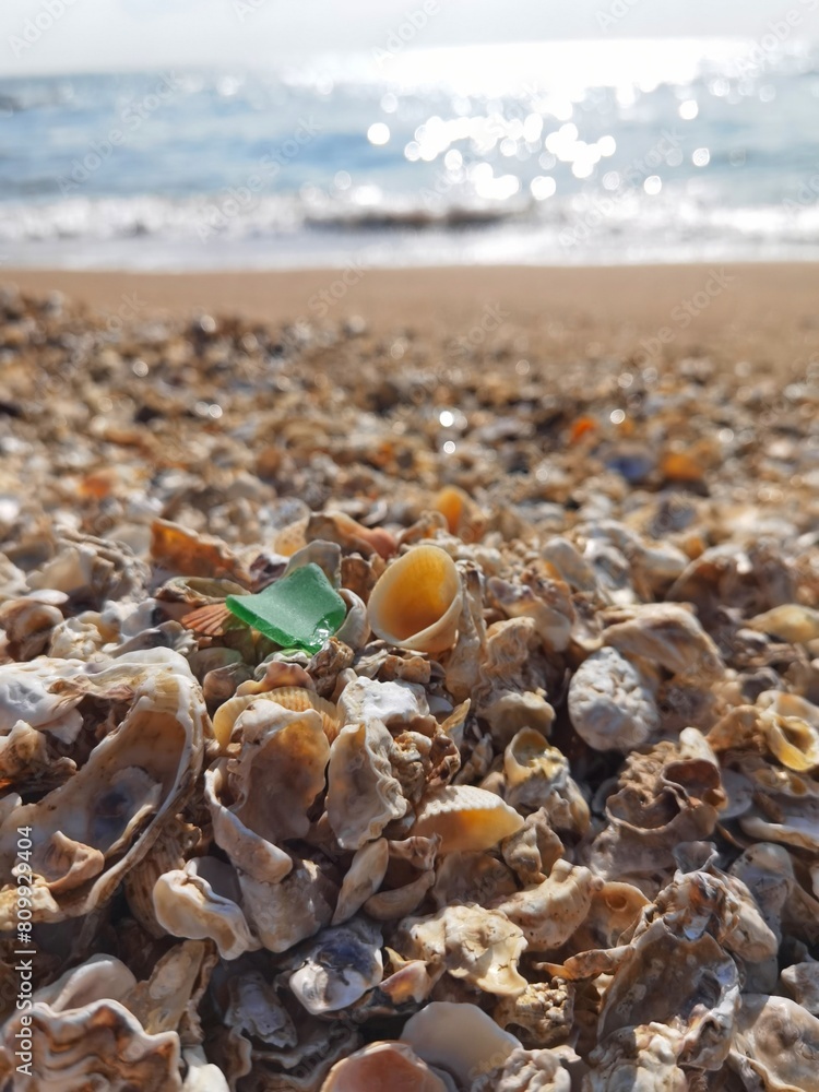 Shells on the beach, and sea waves, wallpaper, background, graphic design resources Shells on the beach, and sea waves, wallpaper, background, graphic design resources