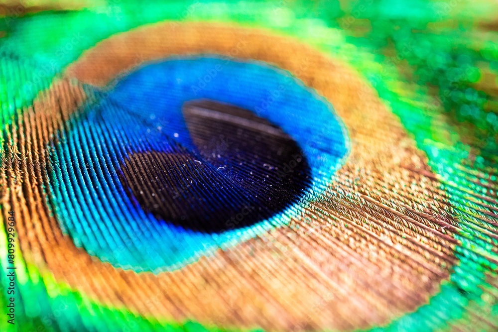 Fototapeta premium A closeup portrait of a colorful and vibrant peacock feather. The bird uses them as a defense against predators, because the blue looks like an eye.