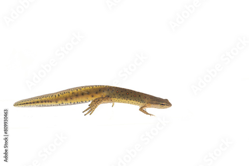 Eastern Spotted Newt -Notophthalmus viridescens - on white background